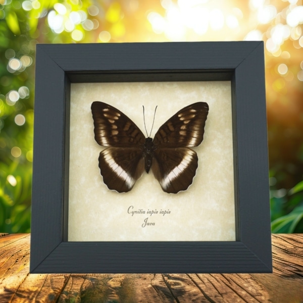 Cynitia iapis iapis Female Butterfly Horsfield's Baron Framed Taxidermy Display