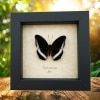 Cynitia (tanaecia) iapis iapis Purple Banded Butterfly Horsfield's Baron Framed Taxidermy Display