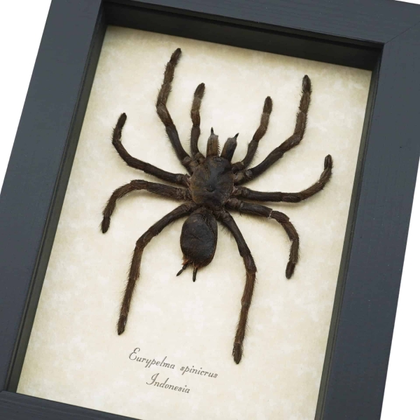 Real Framed Tarantula Spider Euryplema spinicrus Taxidermy Display