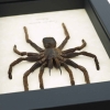 Real Framed Tarantula Spider Euryplema spinicrus Taxidermy Display