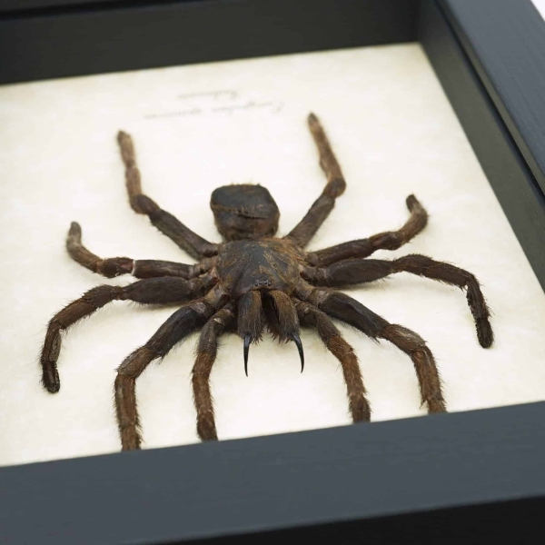 Real Framed Tarantula Spider Euryplema spinicrus Taxidermy Display