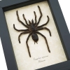 Real Framed Tarantula Spider Euryplema spinicrus Taxidermy Display