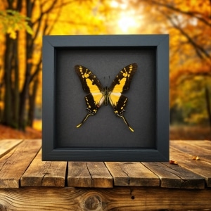 Framed Butterfly Eurytides thyastes Yellow Swordtail Swallowtail Insect Taxidermy Moonlight Display