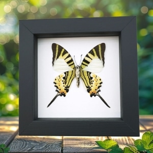 Five bar Swordtail Graphium antiphates Framed Butterfly Classic Black Display