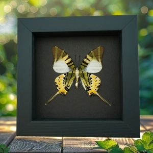 Graphium antiphates Framed Butterfly Taxidermy Moonlight Display