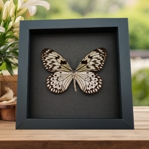 Real Framed Tree Nymph Butterfly Idea leuconoe Taxidermy Moonlight Display