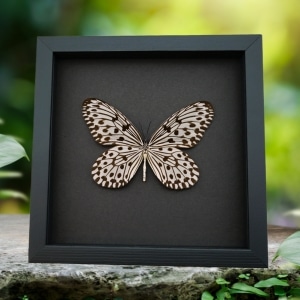 Giant Tree Nymph Butterfly Idea hypermnestra Framed Taxidermy Moonlight Display