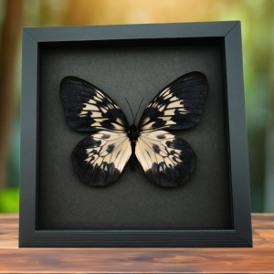 Idea tambusisiana hideoi Rare Butterfly Framed Taxidermy Moonlight Display
