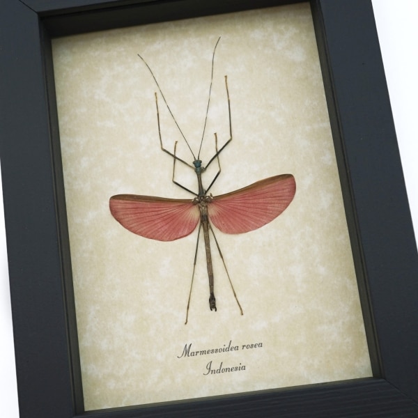 Marmessoidea Rosea Pink Winged Stick Insect Framed Taxidermy Display