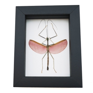 Pink Winged Stick Insect Marmessoidea Rosea Small Framed Taxidermy Classic Black Display