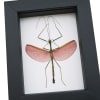 Pink Winged Stick Insect Marmessoidea Rosea Small Framed Taxidermy Classic Black Display