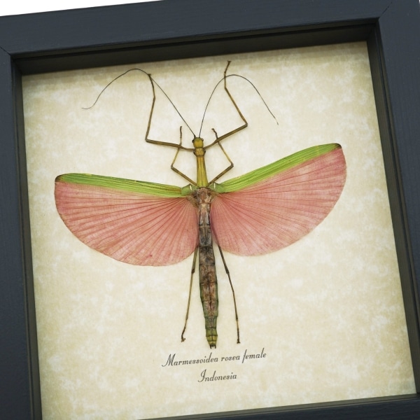 Pink Winged Stick Insect Marmessoidea Rosea Female Framed Taxidermy Display