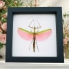 Pink Winged Stick Insect Marmessoidea Rosea Female Framed Taxidermy Classic Black Display