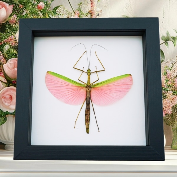 Pink Winged Stick Insect Marmessoidea Rosea Female Framed Taxidermy Classic Black Display