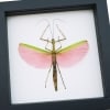 Pink Winged Stick Insect Marmessoidea Rosea Female Framed Taxidermy Classic Black Display