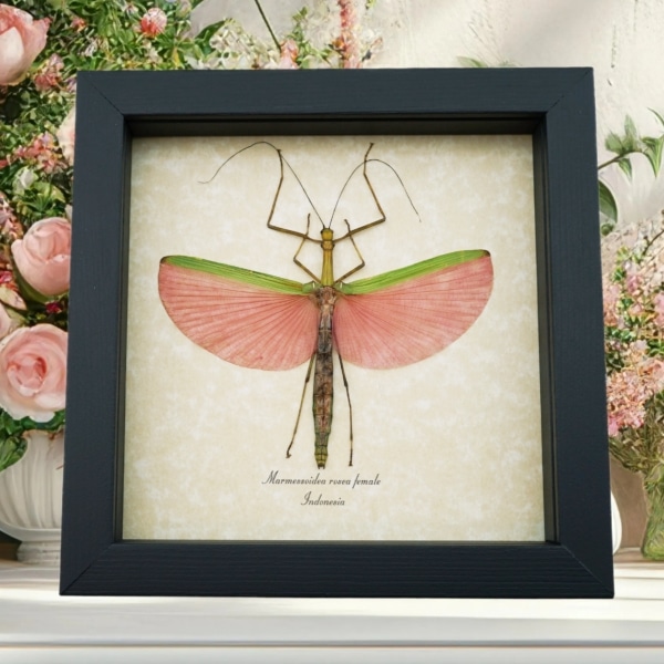 Pink Winged Stick Insect Marmessoidea Rosea Female Framed Taxidermy Display