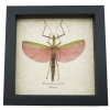 Pink Winged Stick Insect Marmessoidea Rosea Female Framed Taxidermy Display