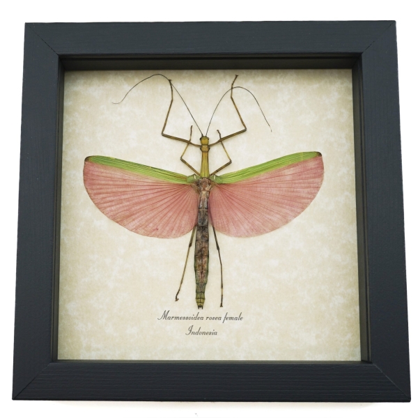 Pink Winged Stick Insect Marmessoidea Rosea Female Framed Taxidermy Display