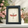 Pink Winged Stick Insect Marmessoidea Rosea Framed Taxidermy Display