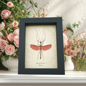Pink Winged Stick Insect Marmessoidea Rosea Framed Taxidermy Display