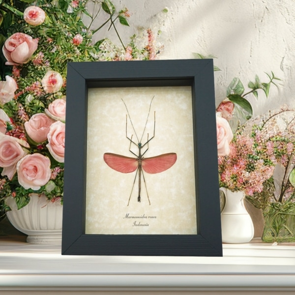 Pink Winged Stick Insect Marmessoidea Rosea Framed Taxidermy Display Pink Winged Stick Insect Marmessoidea Rosea Framed Taxidermy Display