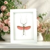 Marmessoidea Rosea Pink Winged Stick Insect Framed Taxidermy Vibrant White Display
