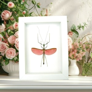 Marmessoidea Rosea Pink Winged Stick Insect Framed Taxidermy Vibrant White Display