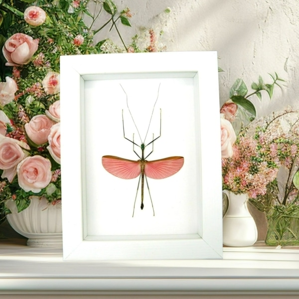 Marmessoidea Rosea Pink Winged Stick Insect Framed Taxidermy Vibrant White Display