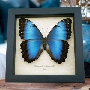 Rare Hybrid Blue Morpho Butterfly Morpho peleides Morpho achilles Female Framed Taxidermy Display