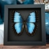 Rare Blue Morpho Butterfly Female Real Framed Taxidermy Moonlight Display