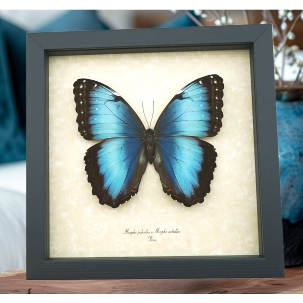Rare Hybrid Blue Morpho Butterfly Morpho peleides Morpho achilles Female XL Framed Taxidermy Display