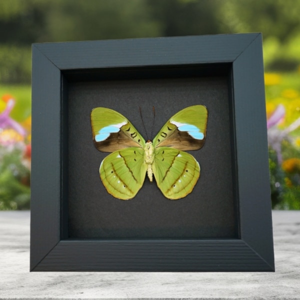 Green Leaf Mimic Butterfly Nessaea hewitsoni Hewitson's Olivewing Framed Taxidermy Moonlight Display