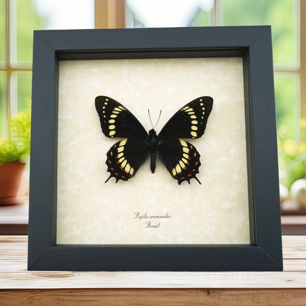 Papilio scamander Male Butterfly Real Framed Swallowtail Rare Taxidermy Display Papilio scamander Male Butterfly Real Framed Swallowtail Rare Taxidermy Display