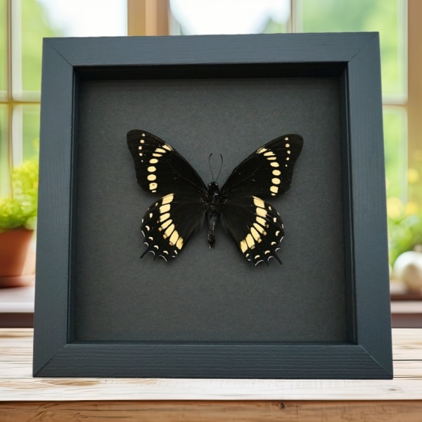 Papilio scamander Male Butterfly Real Framed Swallowtail Rare Taxidermy Moonlight Display