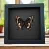 Papilio scamander Female Verso Butterfly Real Framed Taxidermy Moonlight Display