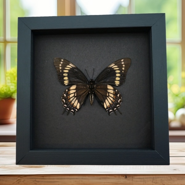 Papilio scamander Female Verso Butterfly Real Framed Taxidermy Moonlight Display
