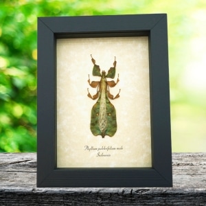 Green Walking Leaf Insect Phyllium Pulchrifolium male Framed Taxidermy Display