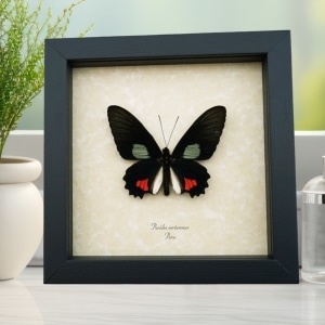 Parides vertumnus Red Black Butterfly Framed Taxidermy Display