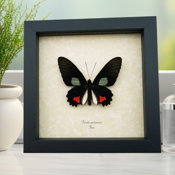 Parides vertumnus Red Black Butterfly Framed Taxidermy Display