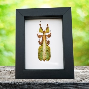 Green Walking Leaf Insect Phyllium Pulchrifolium male Framed Taxidermy Classic Black Display