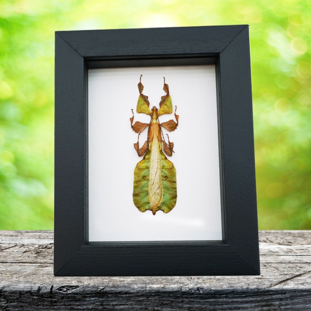 Green Walking Leaf Insect Phyllium Pulchrifolium male Framed Taxidermy Classic Black Display