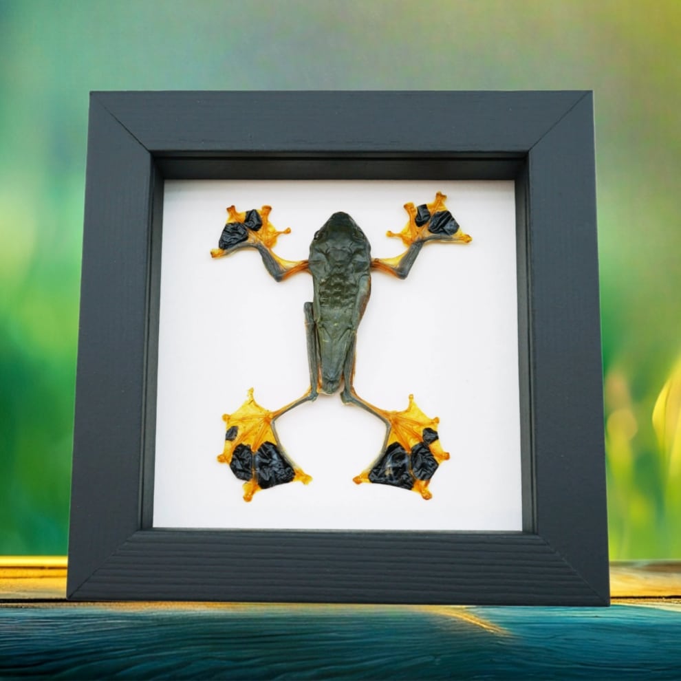 Flying Parachute Tree Frog Rhacophorus reinwardtii Male Large Framed Taxidermy Classic Black Display Flying Parachute Tree Frog Rhacophorus reinwardtii Male Large Framed Taxidermy Classic Black Display