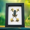 Flying Parachute Tree Frog Rhacophorus reinwardtii Male Large Framed Taxidermy Classic Black Display