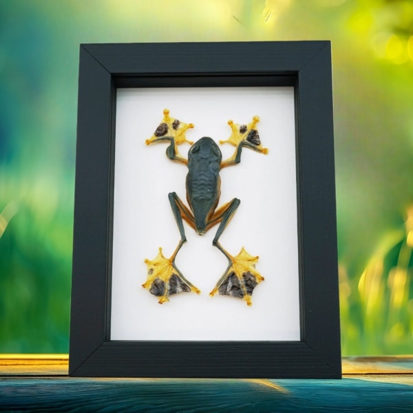Flying Parachute Tree Frog Rhacophorus reinwardtii Male Large Framed Taxidermy Classic Black Display Flying Parachute Tree Frog Rhacophorus reinwardtii Male Large Framed Taxidermy Classic Black Display