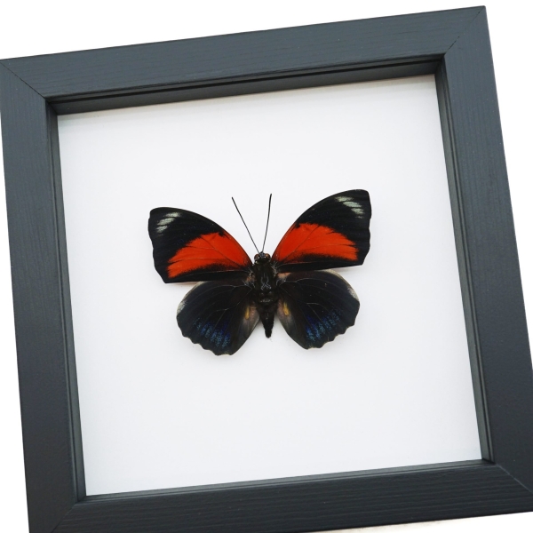 Rare Red Hybrid Butterfly Agrias beatifica lachaumei Agrias claudina lugens Classic Black Display ooak