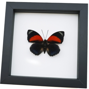 Rare Red Hybrid Butterfly Agrias beatifica lachaumei Agrias claudina lugens Classic Black Display ooak