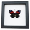Rare Red Blue Hybrid Framed Butterfly Agrias beatifica lachaumei Agrias claudina lugens Classic Black Display ooak