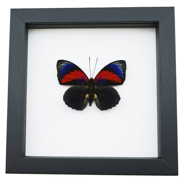 Rare Red Blue Hybrid Framed Butterfly Agrias beatifica lachaumei Agrias claudina lugens Classic Black Display ooak