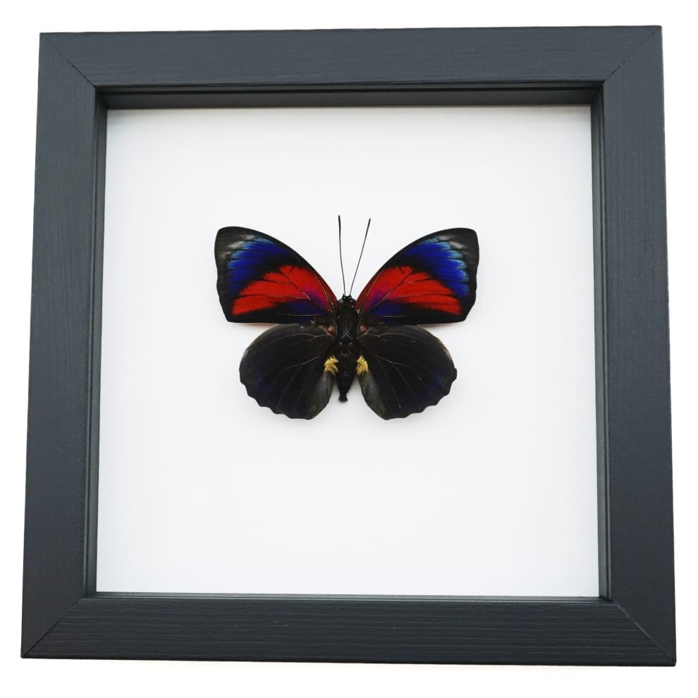 Rare Red Blue Hybrid Framed Butterfly Agrias beatifica lachaumei Agrias claudina lugens Classic Black Display ooak