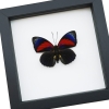 Rare Red Blue Hybrid Framed Butterfly Agrias beatifica lachaumei Agrias claudina lugens Classic Black Display ooak